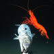 Illustration for article titled Our first glimpse of ocean life at the bottom of an unexplored trench
